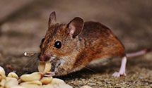 24 Hour & Emergency Exterminators in Emerald Hills, CA